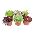 Aeonium Assortment